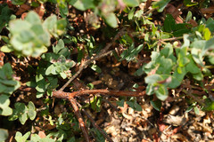 Arctostaphylos pajaroensis