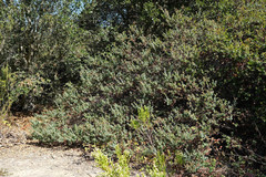 Arctostaphylos pajaroensis
