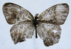 Cyllopsis pephredo