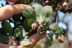 Arctostaphylos montereyensis