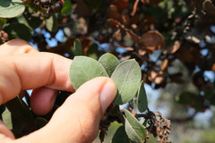 Arctostaphylos montereyensis