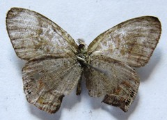 Cyllopsis pephredo