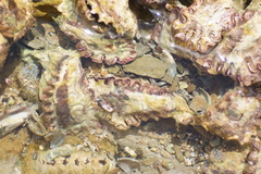 Saccostrea cuccullata