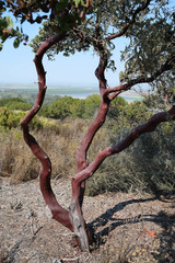 Arctostaphylos montereyensis