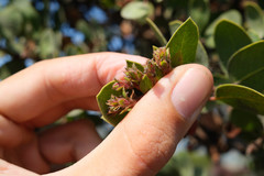 Arctostaphylos montereyensis