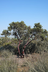 Arctostaphylos montereyensis