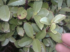 Ascarina lucida lucida