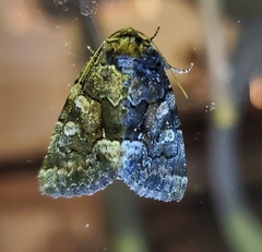 Chytonix sensilis