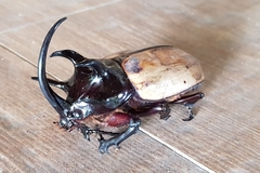 Eupatorus gracilicornis