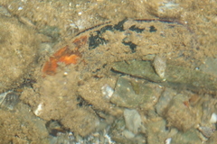Malleus anatinus