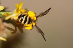 Cnemidandrena