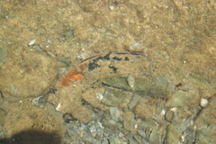 Malleus anatinus