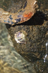 Malleus anatinus