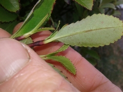 Ascarina lucida lucida