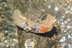 Malleus anatinus