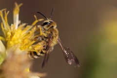 Cnemidandrena