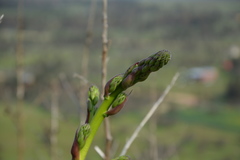 Puya coerulea