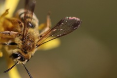 Cnemidandrena