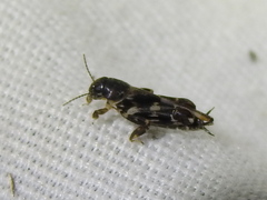 Ellipes minuta