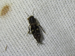Ellipes minuta