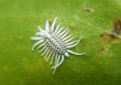 Dactylopiidae