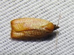 Sparganothis distincta