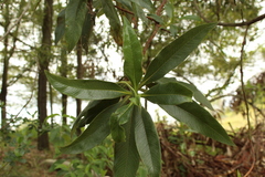 Escallonia pendula