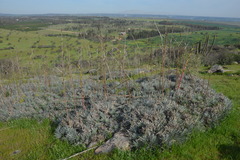 Puya coerulea