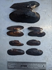 Cumberlandia monodonta