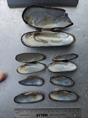 Cumberlandia monodonta