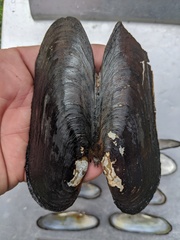 Cumberlandia monodonta