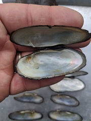 Cumberlandia monodonta