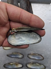 Cumberlandia monodonta