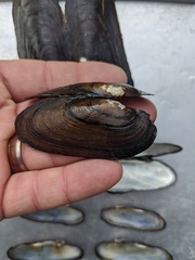 Cumberlandia monodonta