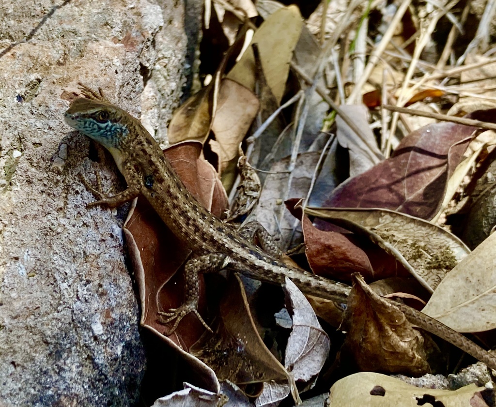 Whitsunday Rainbow Skink