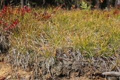 Carex lucorum