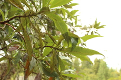 Escallonia pendula