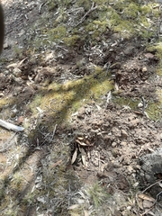 Tachyglossus aculeatus