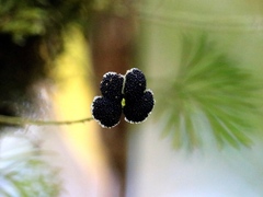 Elaphoglossum peltatum