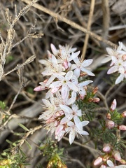 Calytrix tetragona