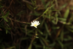Noticastrum marginatum
