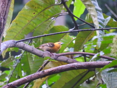Ploceus sanctithomae