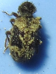 Ptinus texanus