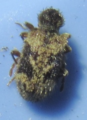 Ptinus texanus