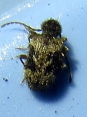 Ptinus texanus