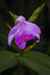 Sobralia rosea