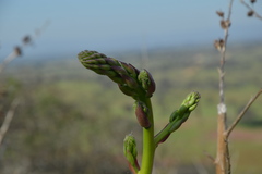 Puya coerulea