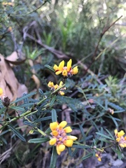 Pultenaea polifolia
