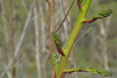 Puya coerulea