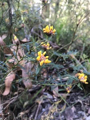 Pultenaea polifolia